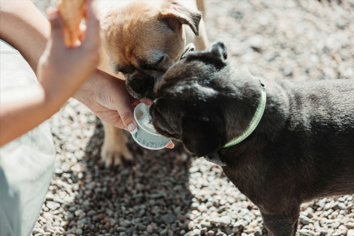 Dogs eating ice cream