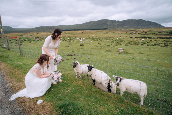 Two Brides With Lambs In A Field