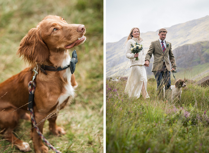 a brown-red dog wearing a tartan bow tie on left. A bride and groom walking through grassy moorland with a spaniel dog on a lead and mountains of Glencoe in background