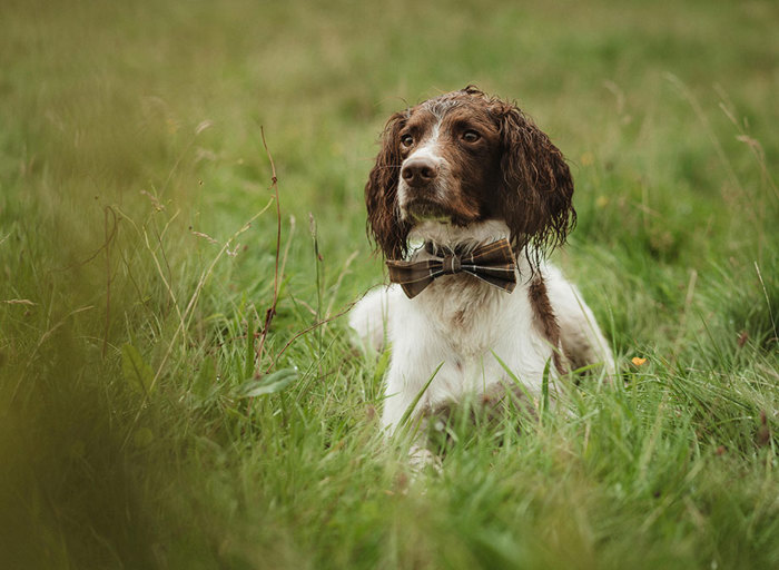 a wet spaniel dog surrounded by grass wearing a tartan bow tie 