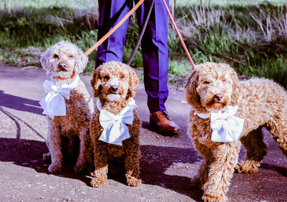 three curly brown cockapoo pups stand outdoors on their leads each wearing white bows around their necks 