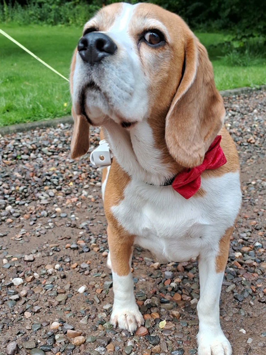 beagle resembling dog with a brown and white coat sports a velvet red bow around his neck