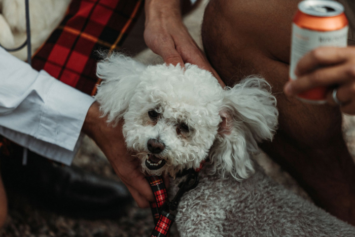 White dog wearing tartan bowtie