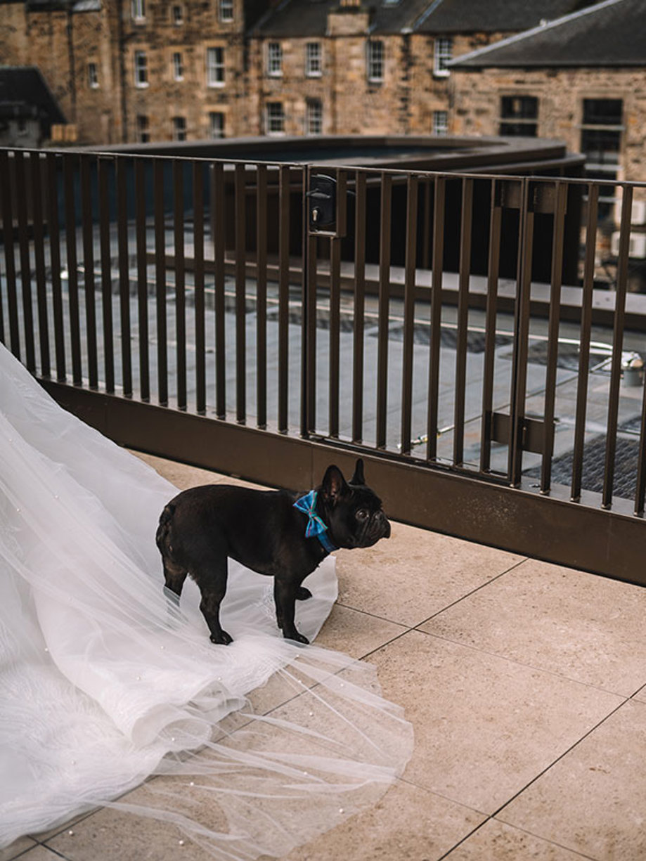 A black french bulldog wearing a blue bowtie stands on a wedding dress train 