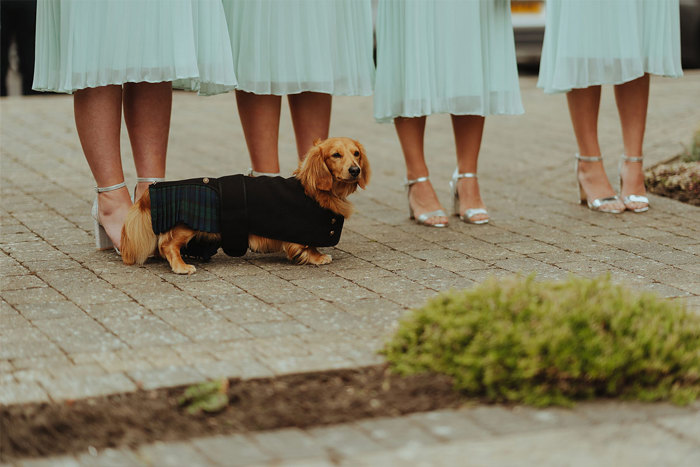 A long-haired Dachshund wearing a kilt standing in front of a group of women's wearing silver high heels