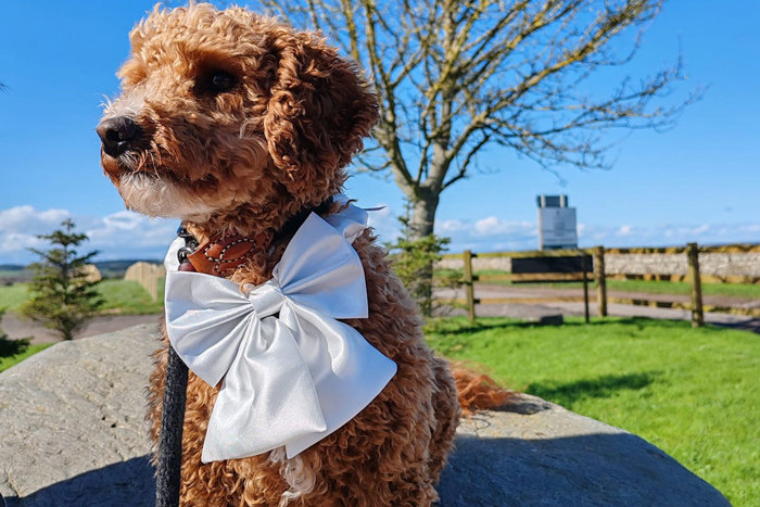 short curly haired brown dog sits on large rock wearing black lead and big white bow around his neck