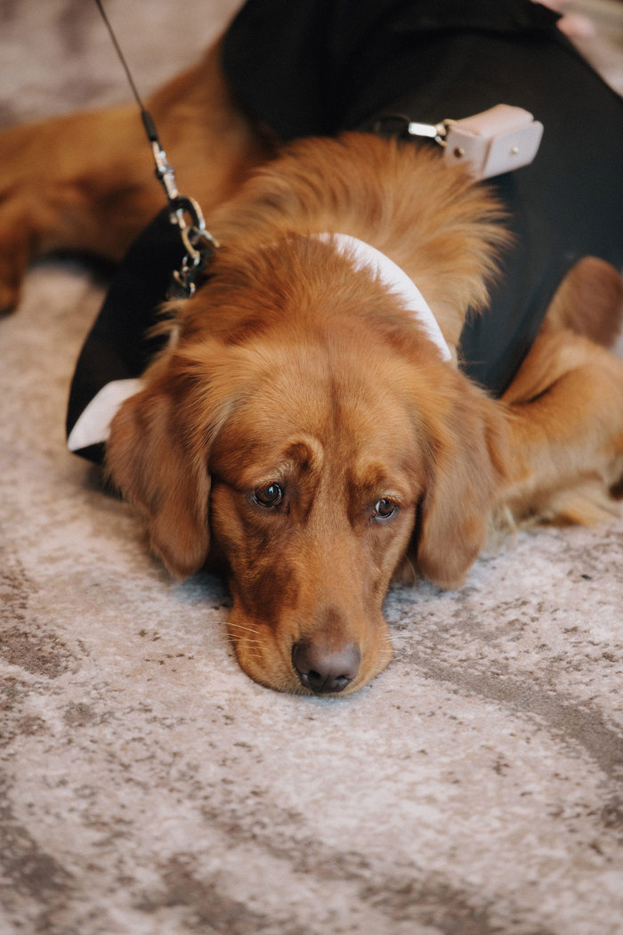 a dog lying down on a carpet.