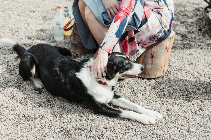 Image of guest patting dog