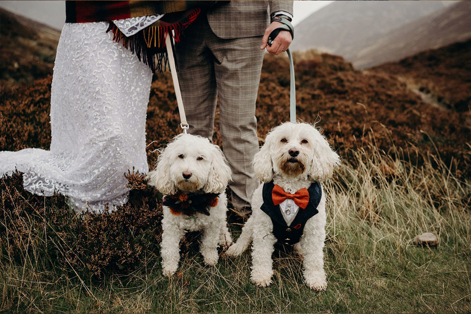 Two small white dogs, one wearing flowers around its collar and the other wearing a waistcoat and orange bowtie, stand facing the camera on leads which are held by a bride and groom standing behind them]