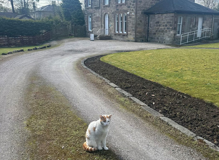 cat sitting on gravel next to grass and large old building