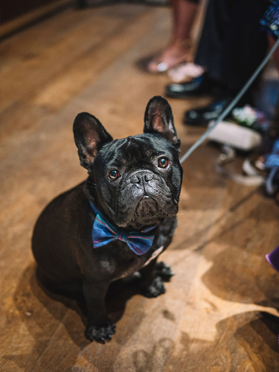 A black french bulldog wearing a blue bowtie sits on a wooden floor 