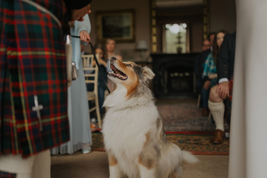 A dog looks up at a man wearing a kilt