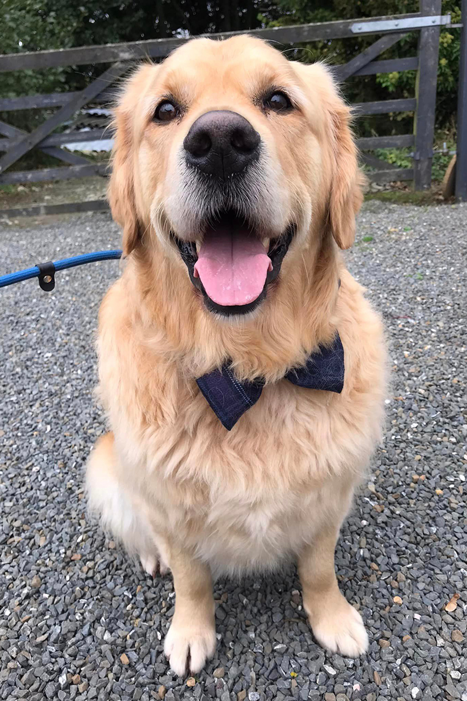 Golden Retriever wearing tartan bowtie