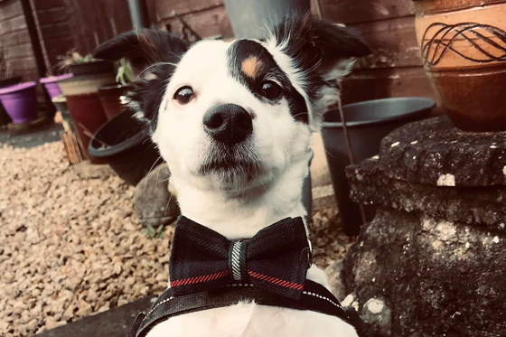 Small black and white dog wearing tartan bowtie