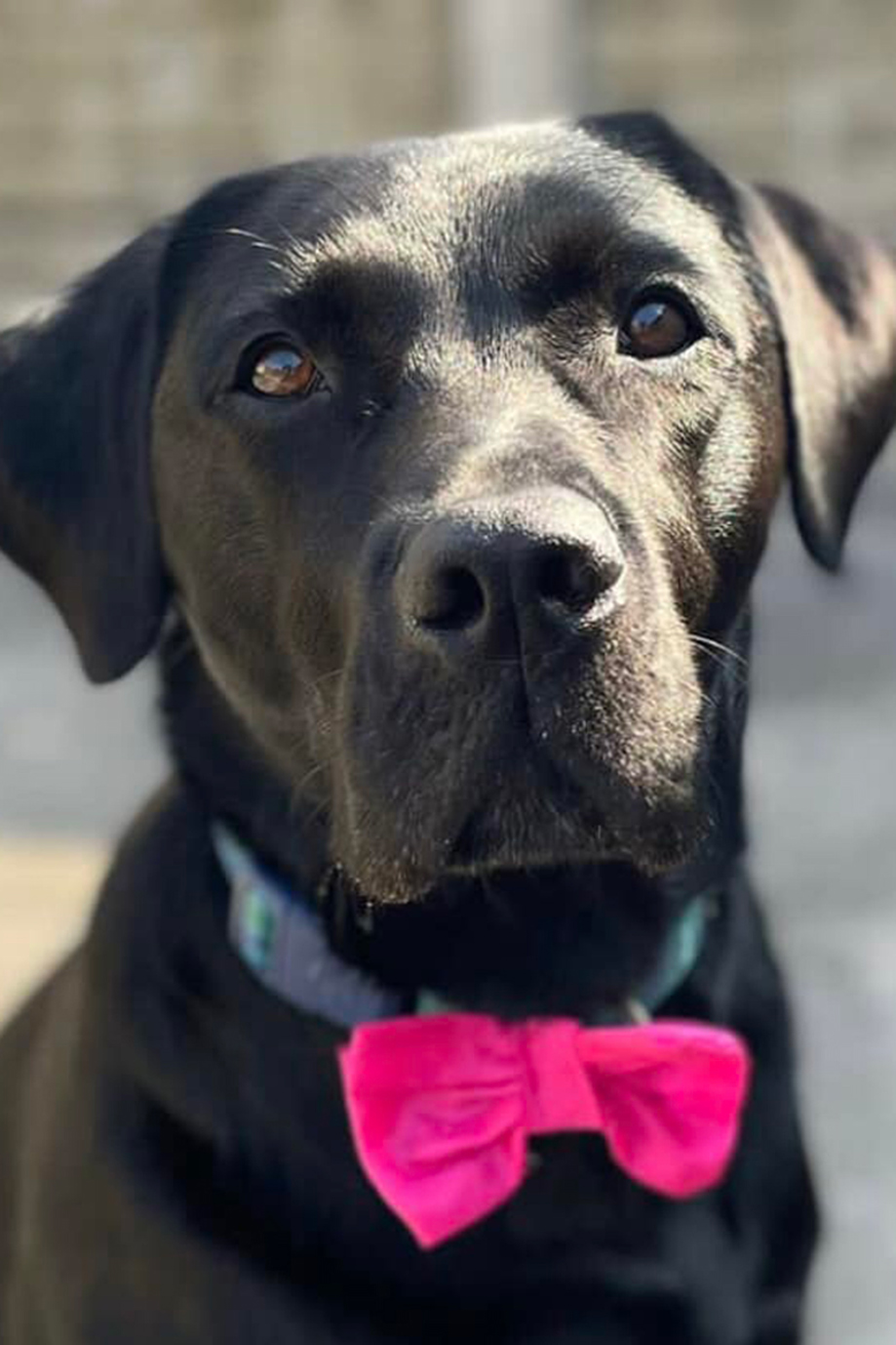 Black labrador wearing hot pink bowtie