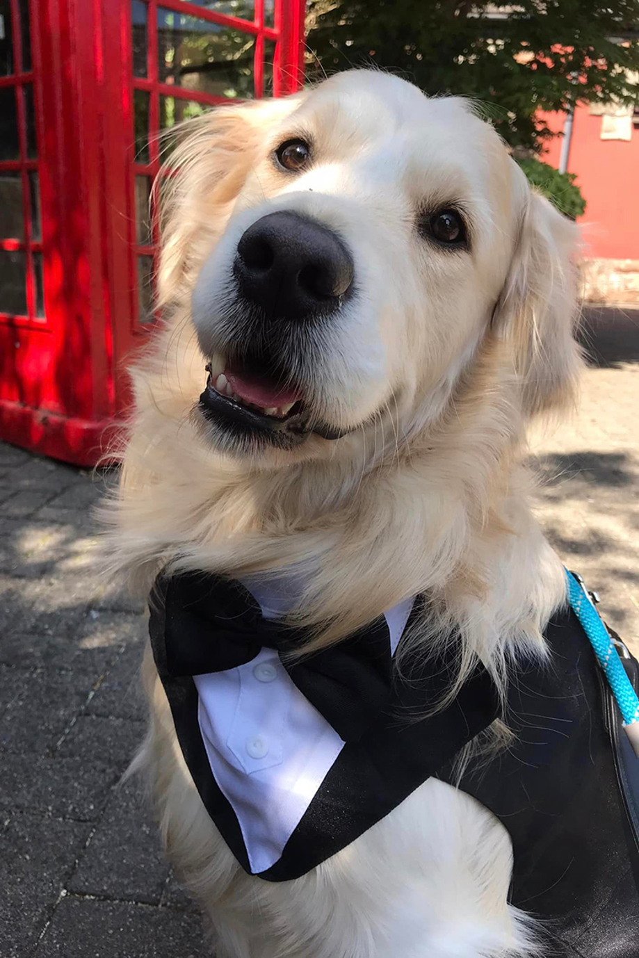 Golden Retriever wearing tuxedo