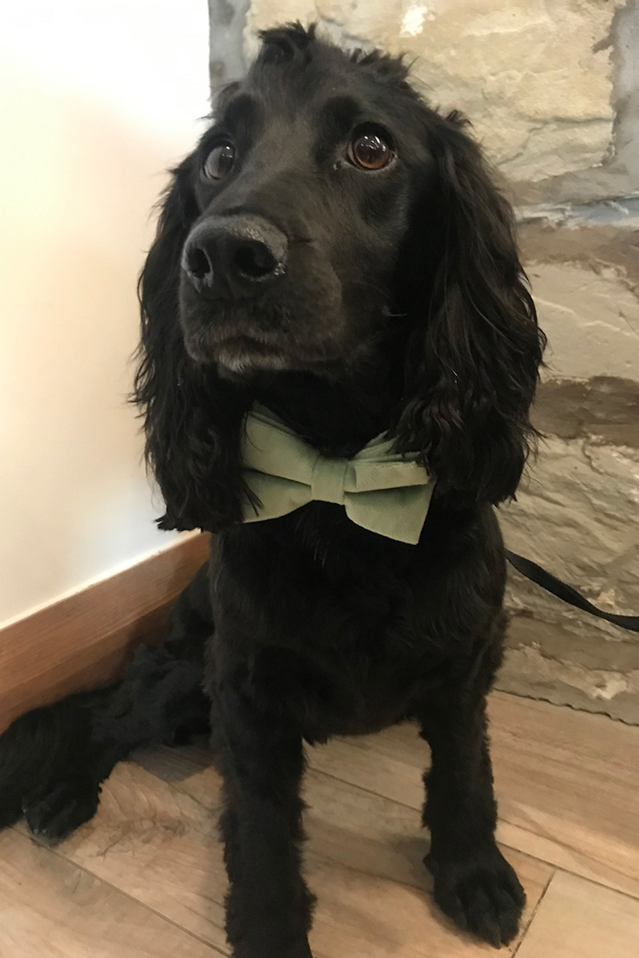 Black Cocker Spaniel wearing sage green bowtie