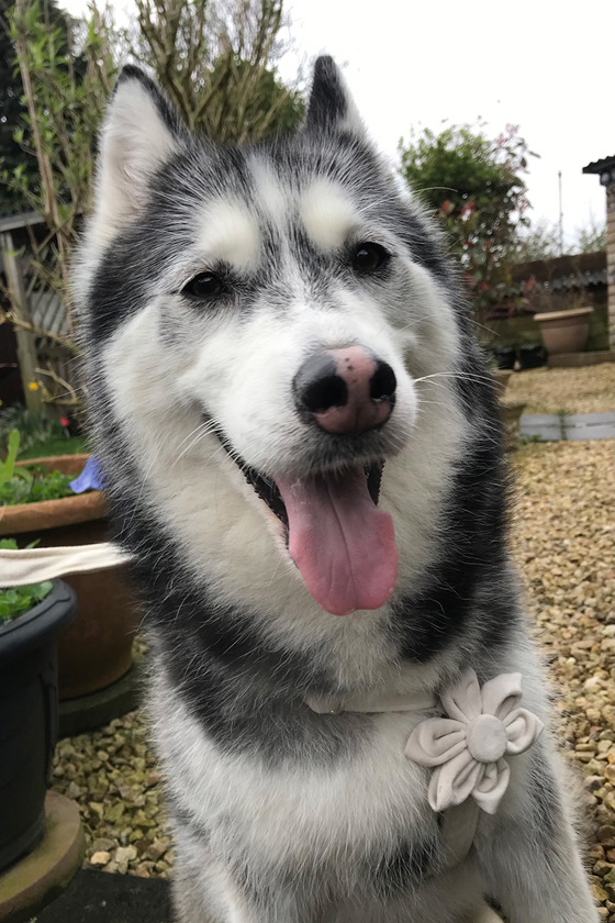 Husky wearing cream flower collar